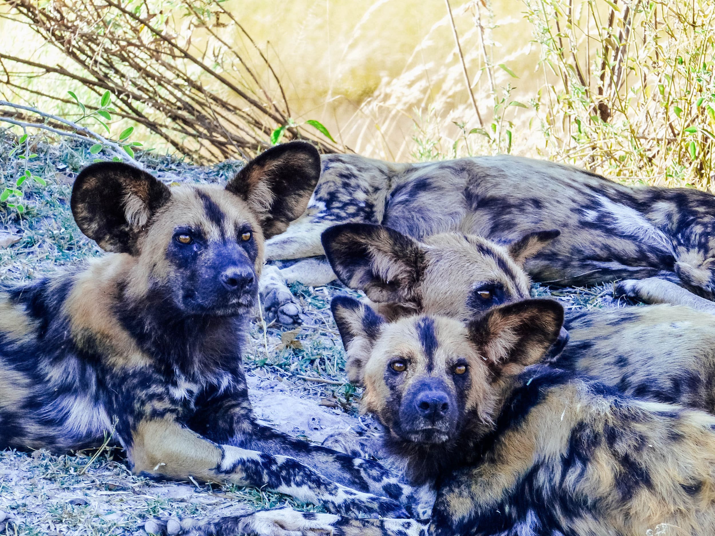 central-kalahari-1-unfold-africa-safaris-destinations-min